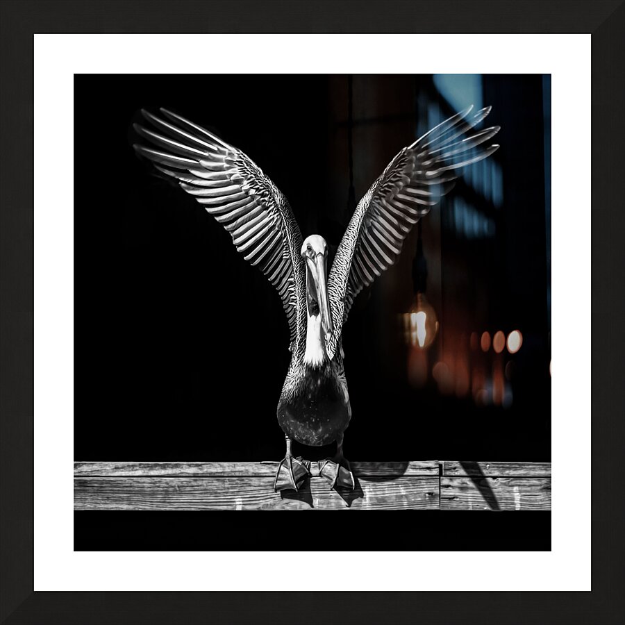 Pelican Take Off in Black and White  Framed Print Print