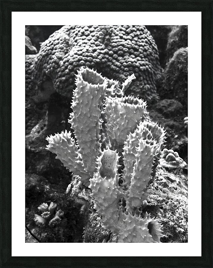 Warding Picture Frame print