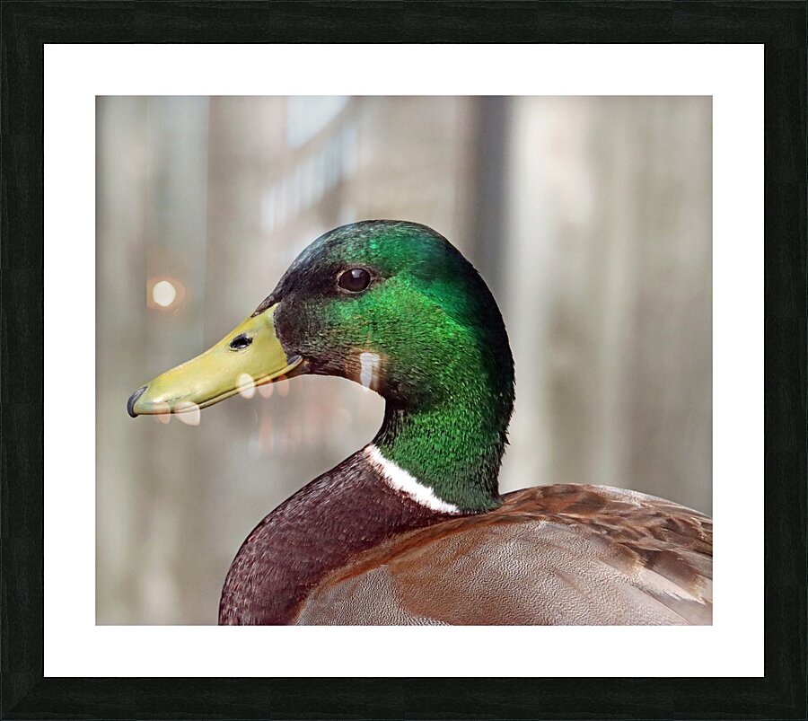 Drake Mallard Portrait II Picture Frame print
