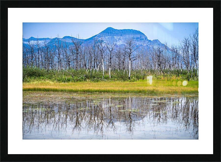 Waterton Lakes Trees Picture Frame print