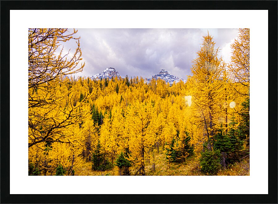 Larch Valley Gold Picture Frame print