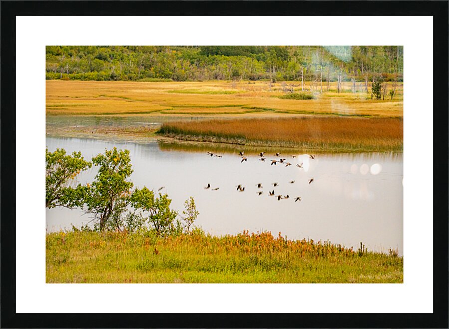 Waterton Lakess Geese  Picture Frame print