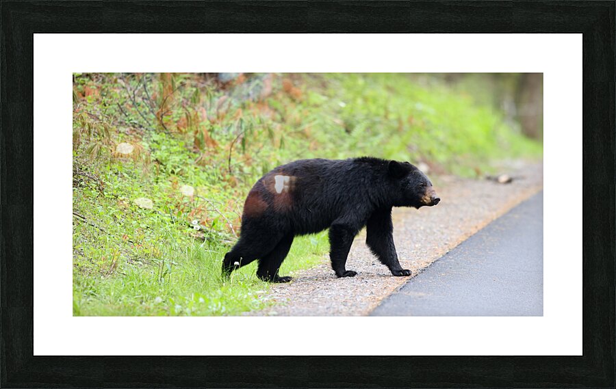 Why did the bear cross the road  Picture Frame print