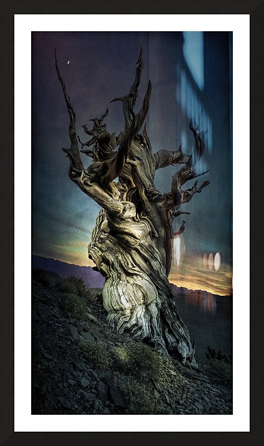 Inyo National Forest Tree Picture Frame print