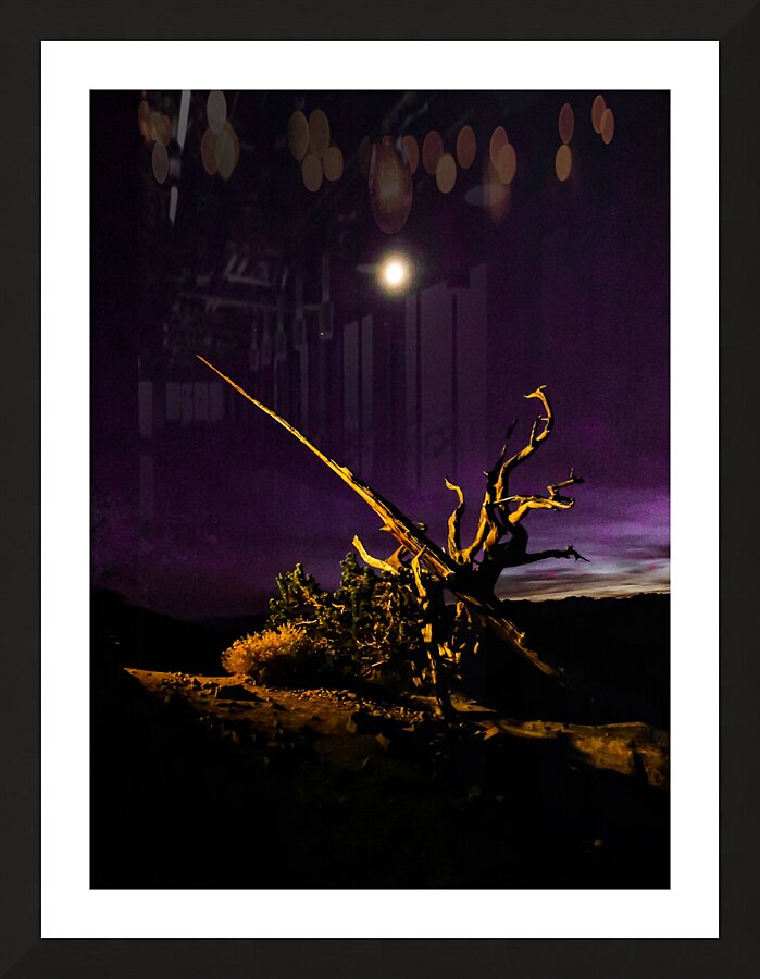 Old Sierra Malthusia Tree Picture Frame print