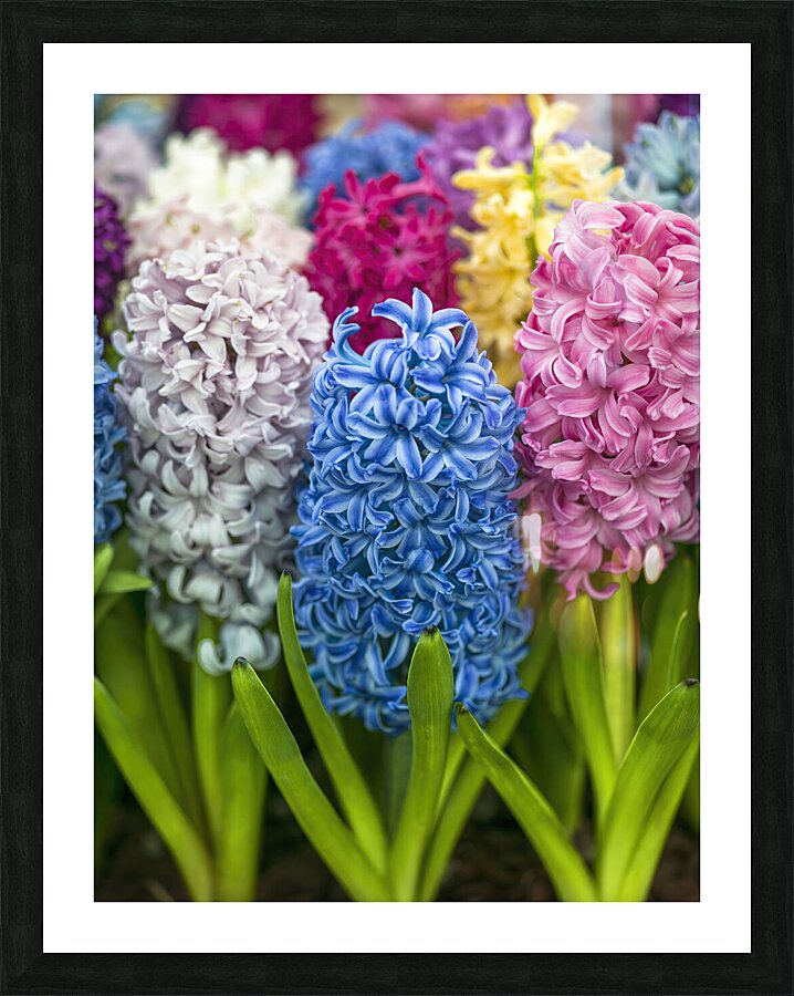 Floral Symphony Picture Frame print