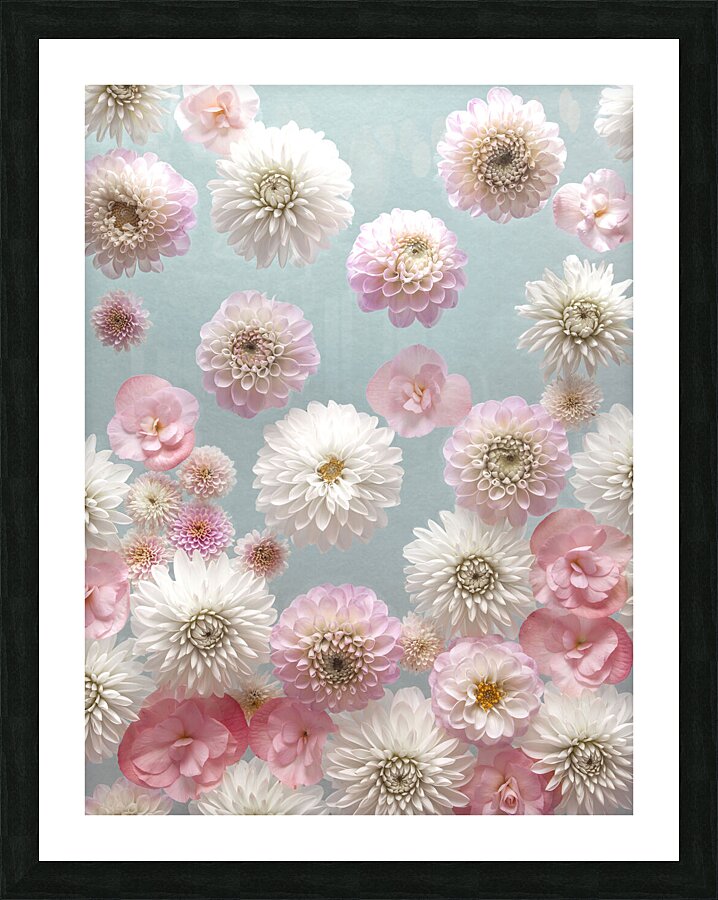 Dahlia Flowers Picture Frame print