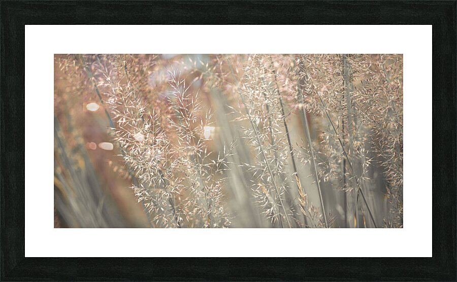 Fountain Grass Picture Frame print