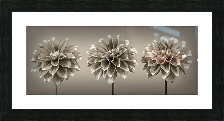 Unfurling Dahlias Picture Frame print