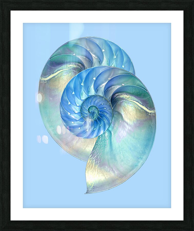 Blue Nautilus Pair Picture Frame print