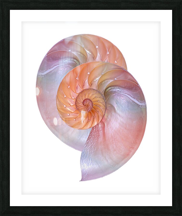 Pink Nautilus Pair On White Picture Frame print
