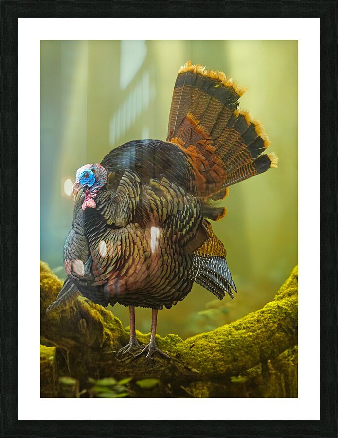 Turkey Gobbler Picture Frame print