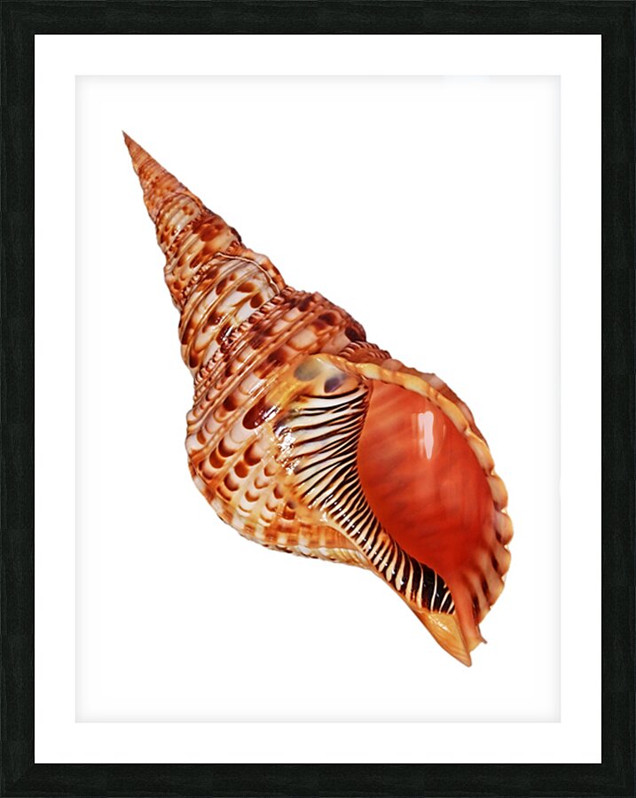 Triton Shell On White Vertical Picture Frame print