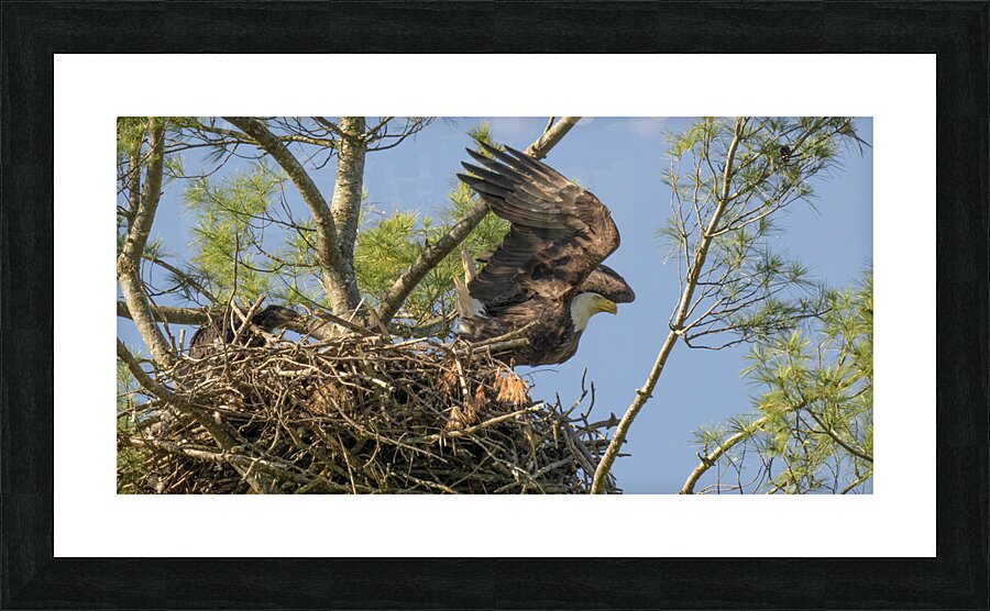 DSC 1389 Picture Frame print