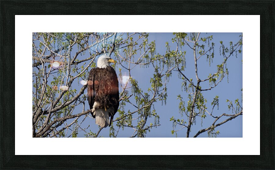 DSC 0923 Picture Frame print