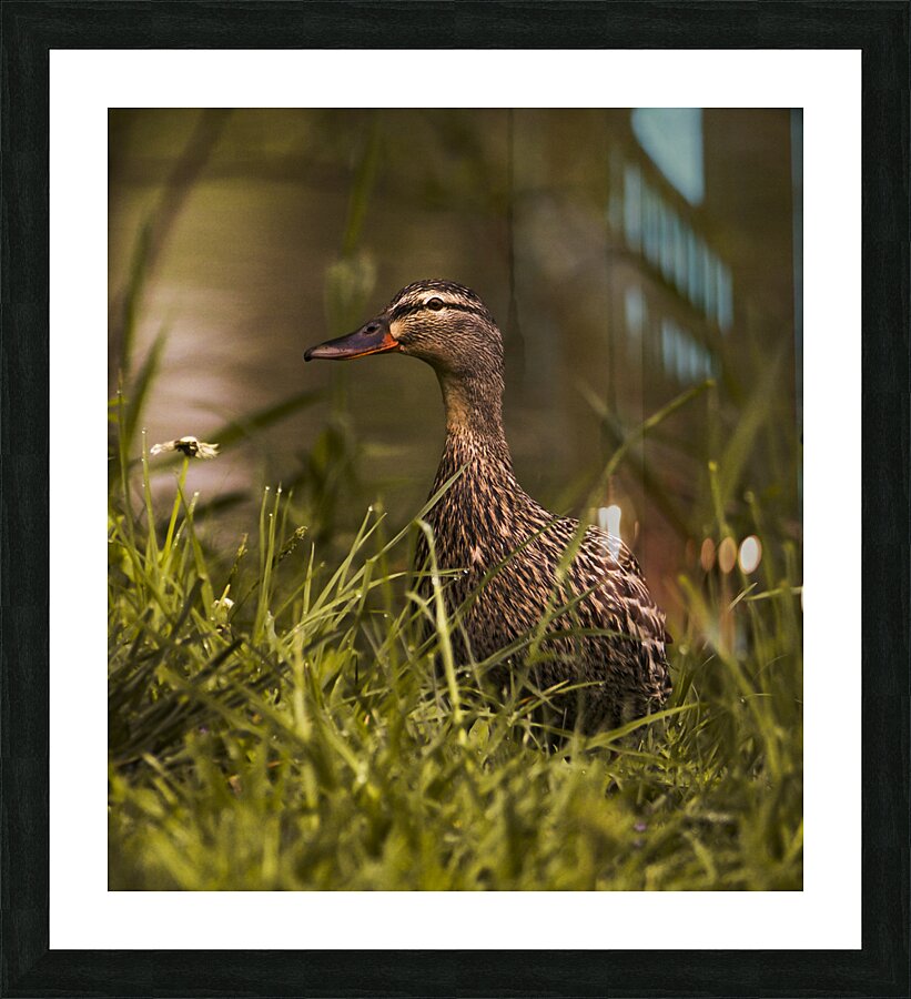 Spring Mallard Picture Frame print