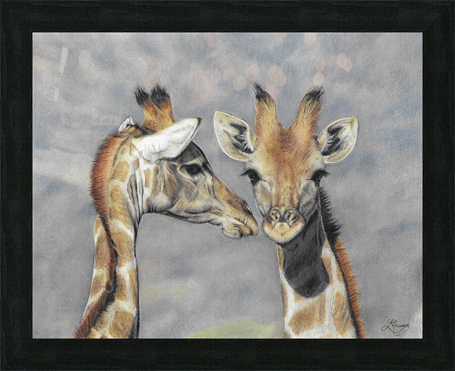 Giraffes Interrupted  Framed Print Print