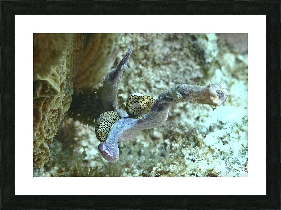 Nudibranch Picture Frame print