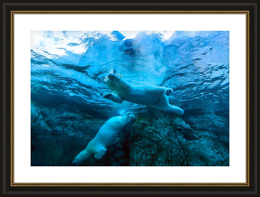 Bears Underwater Picture Frame print