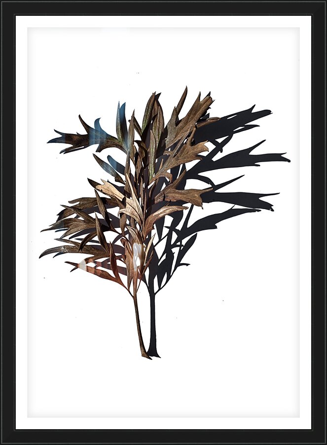 Reunion  Framed Print Print