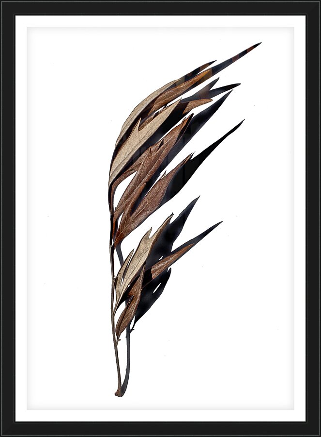 Quill  Framed Print Print