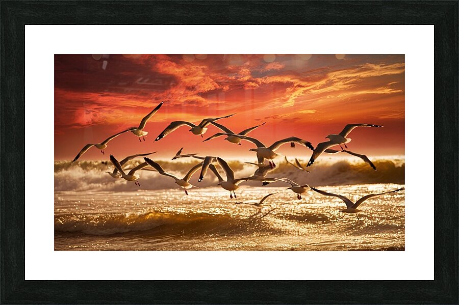 a stunning photograph of seagulls gracefully soar Picture Frame print