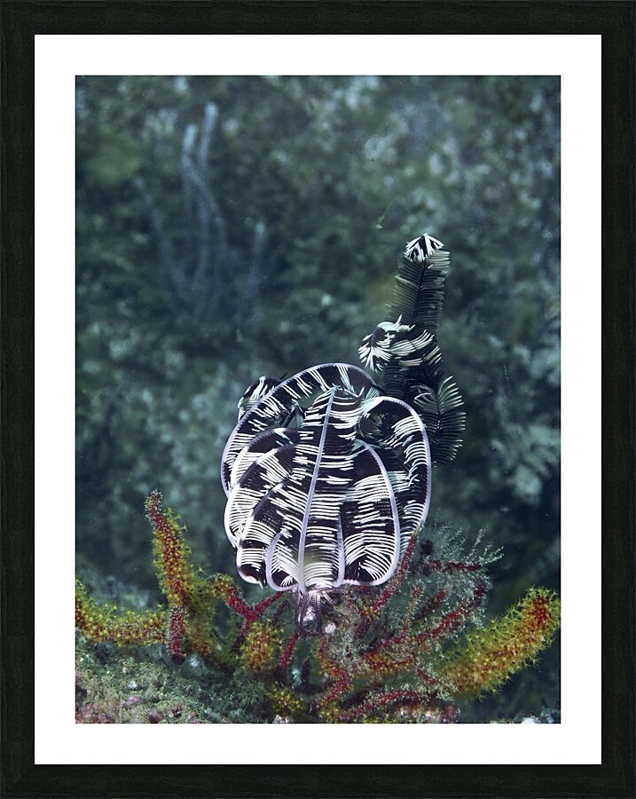 Star Picture Frame print