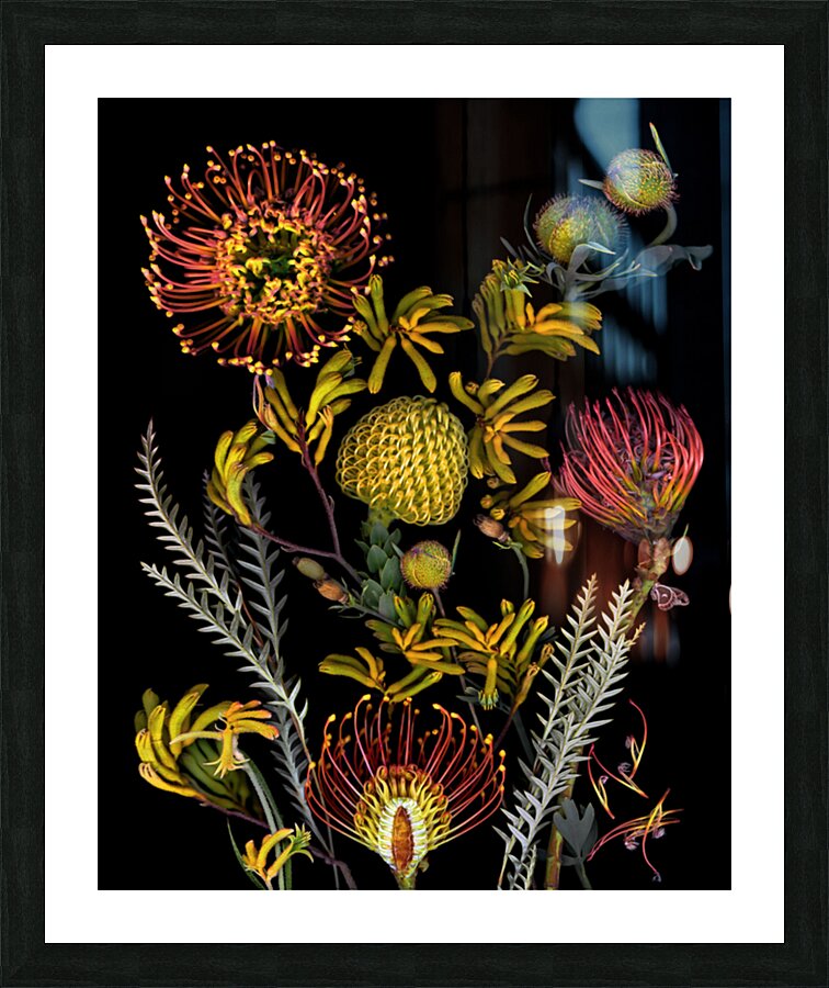 Protea and Kangaroo Paws Picture Frame print