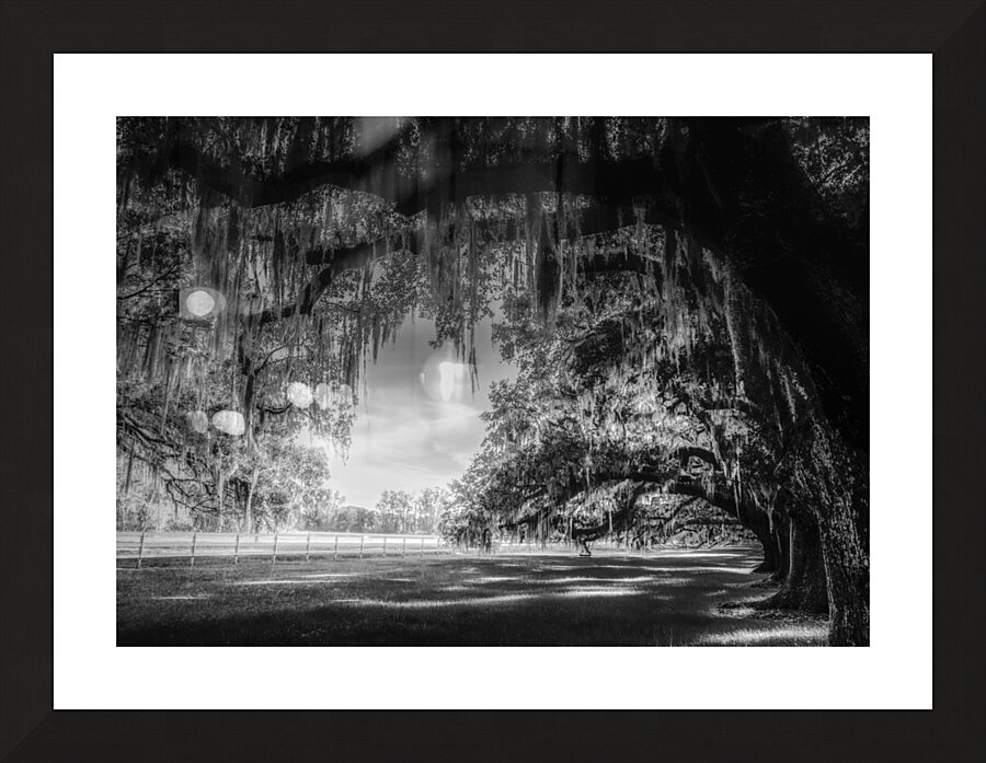 Oak Allee Tunnel of Light Picture Frame print