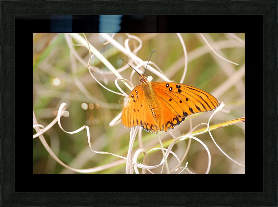Gulf Fritillary  Picture Frame Printing