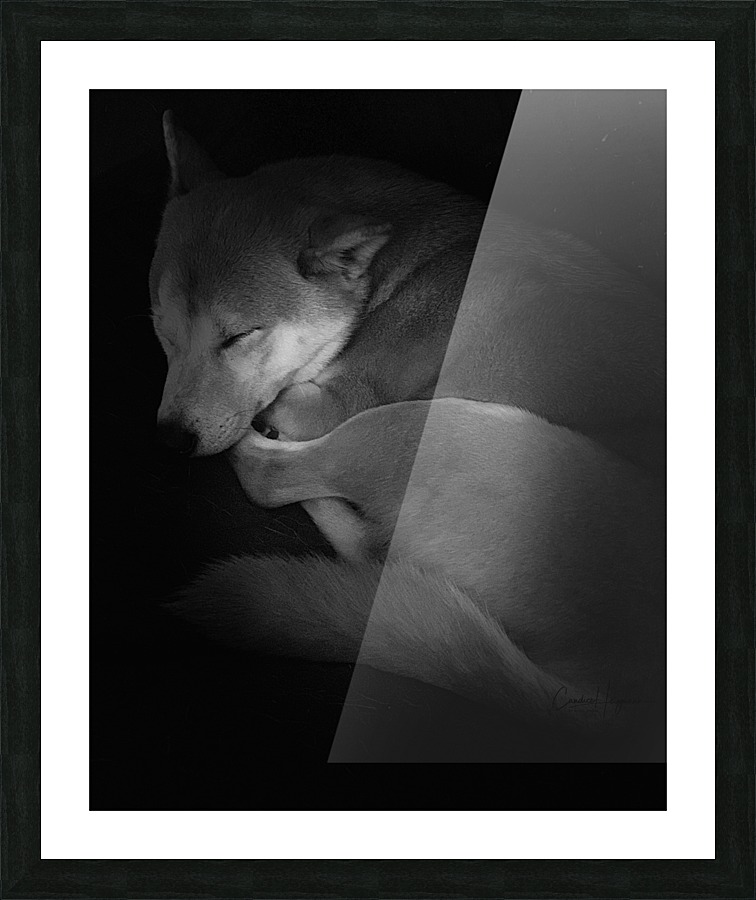 Black and White dog Picture Frame print