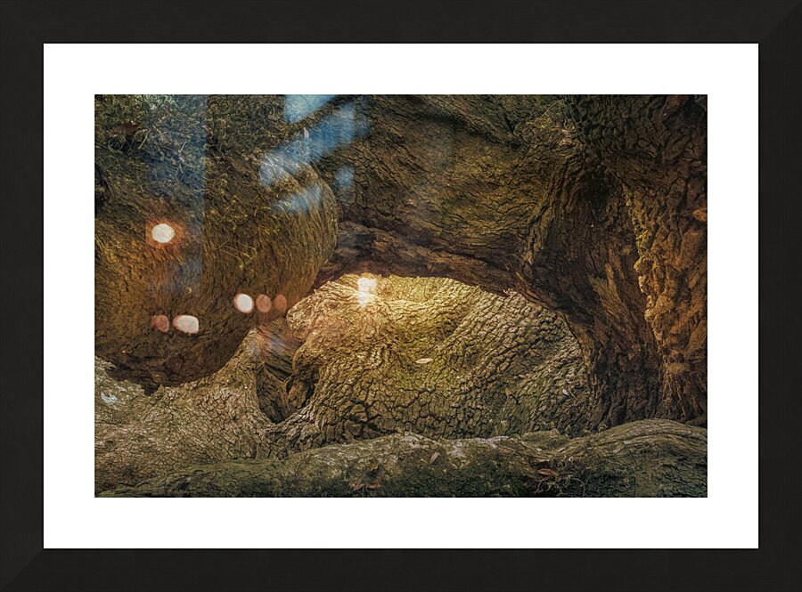 St. Johns Island Angel Oak Tree Branches Picture Frame print