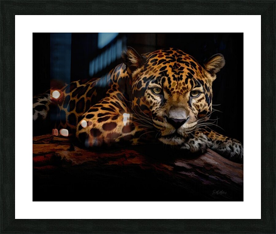 Resting Jaguar Picture Frame print