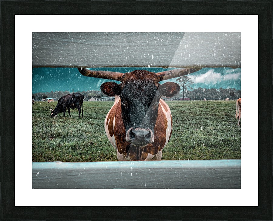 bull in the rain Picture Frame print