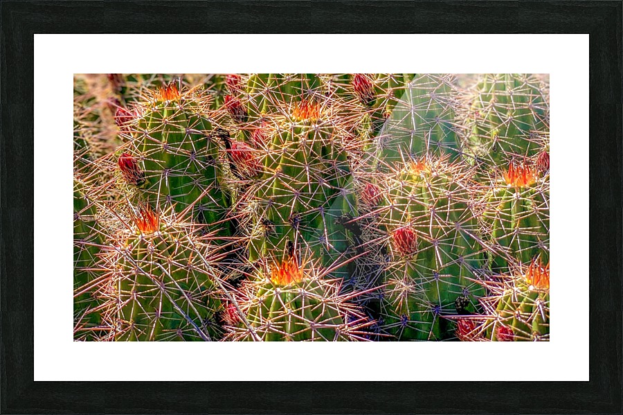 Cacti  Framed Print Print