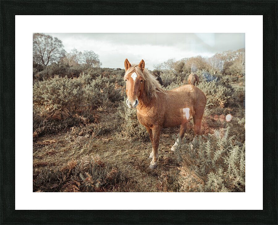  Fine Art print