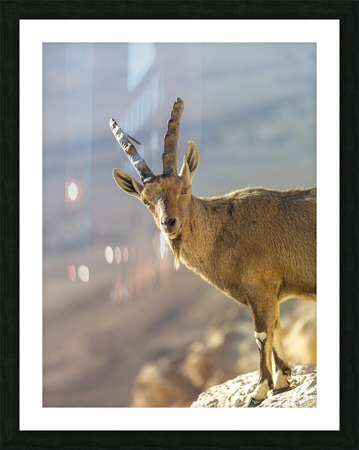  Fine Art print