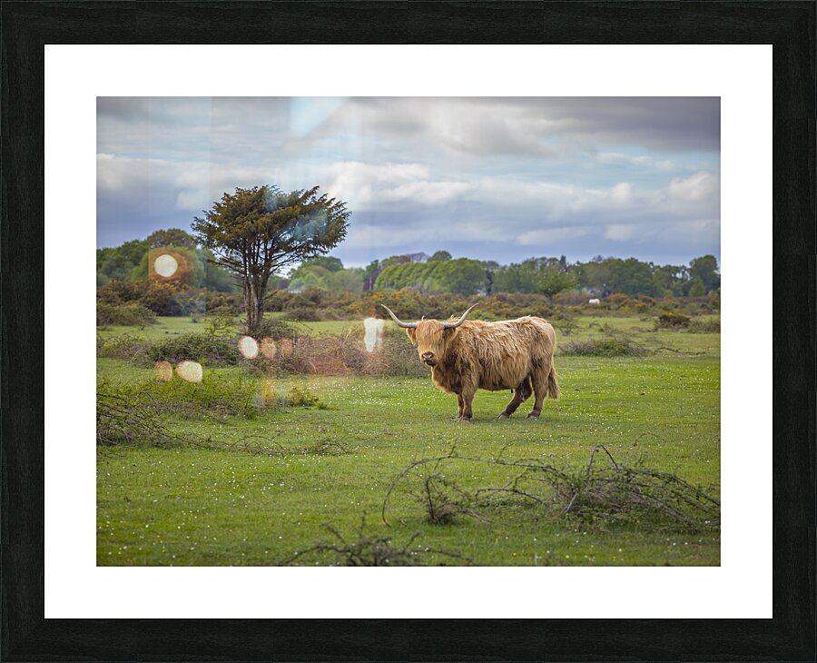  Fine Art print