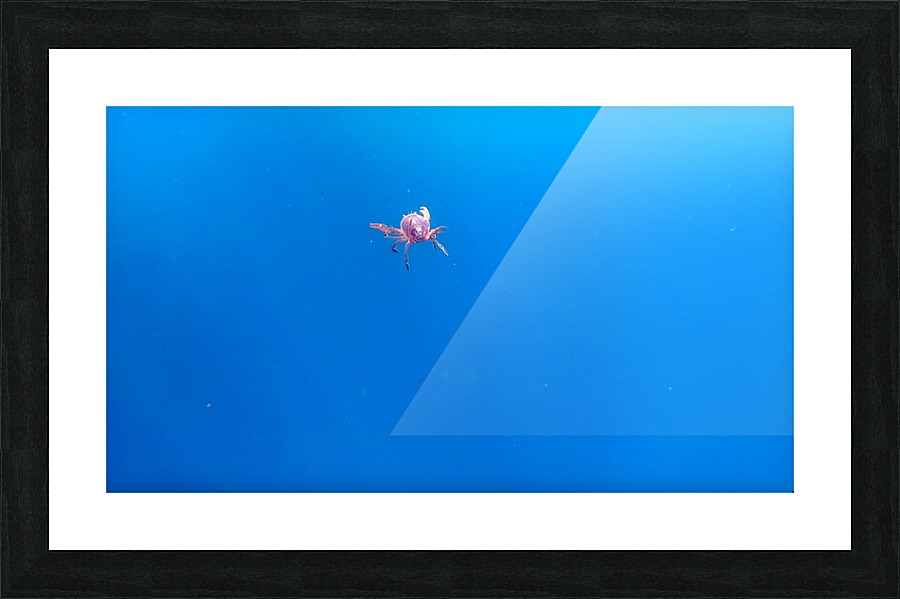 Little crab Picture Frame print