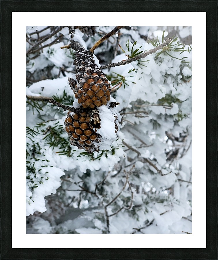 Pinecone   Framed Print Print