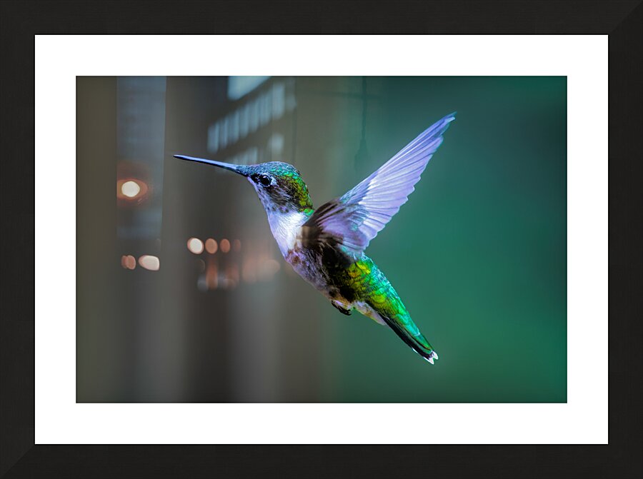 Female Ruby Throated Hummingbird Picture Frame print