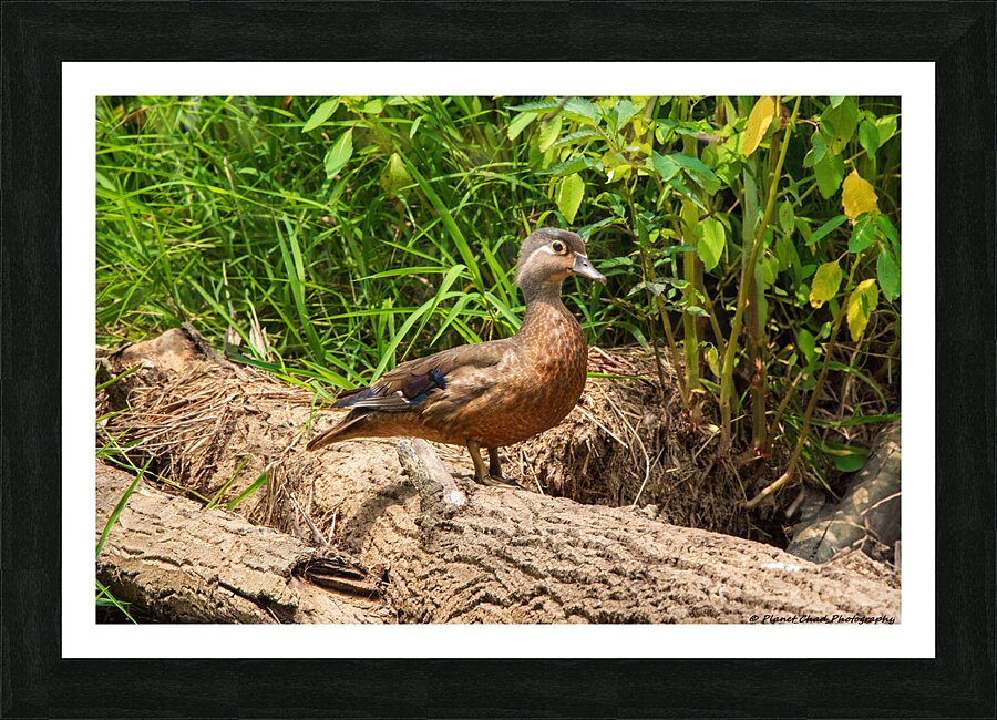 Wood Duck on a Log  Framed Print Print