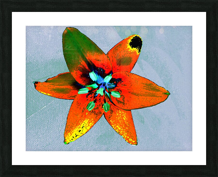Abstract Vibrantly Coloured Single Lily Flower Picture Frame print