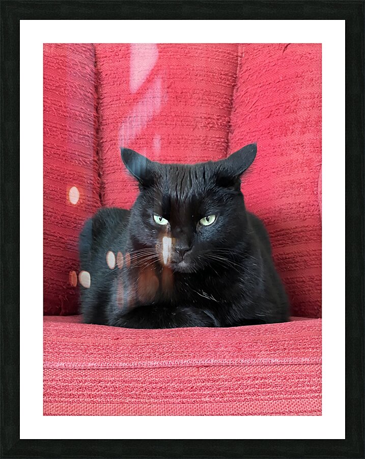 Black Cat Red Chair Picture Frame print