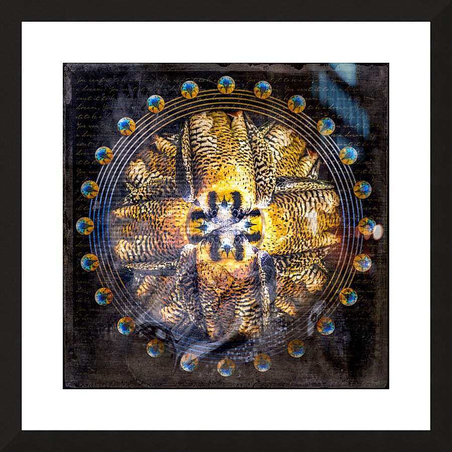Peregrine Falcon Picture Frame print