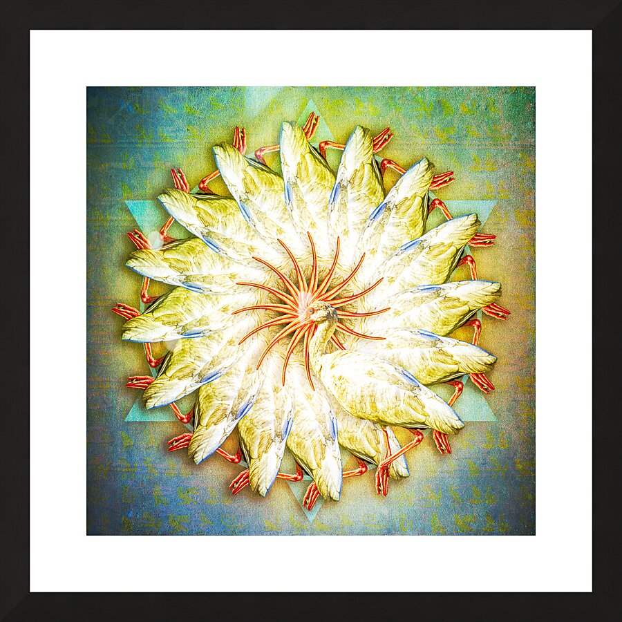White Ibis Picture Frame print