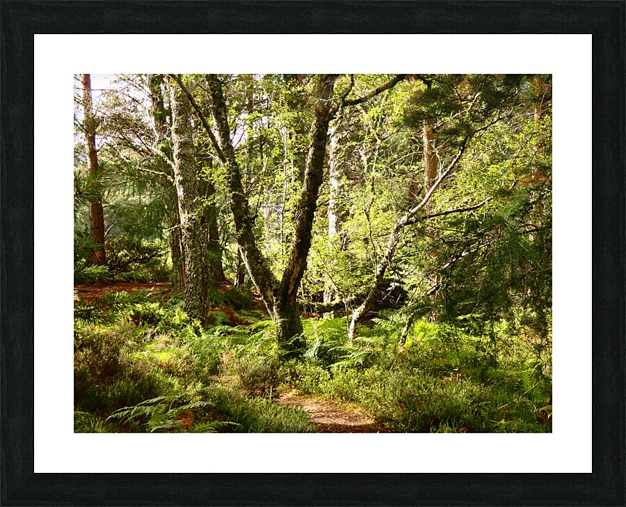 Sunny Nature Path in the Scottish Highlands   Picture Frame print