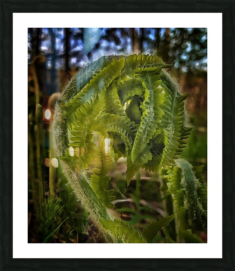 Unfolding - Maine Botanical Wall Art Picture Frame print