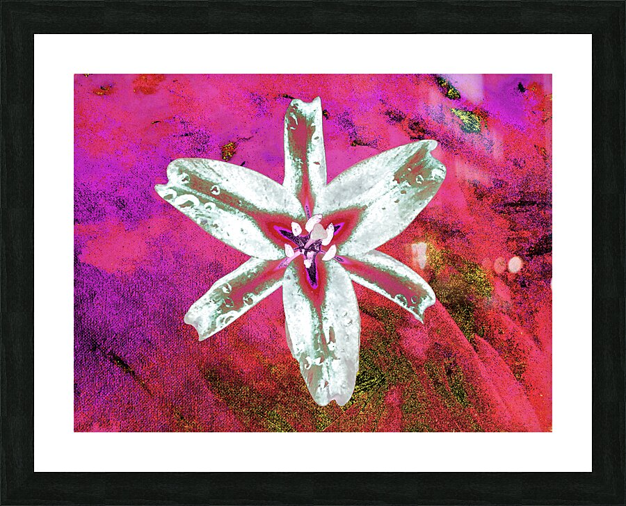 Abstract Contrasting Stunning Lily Flower Picture Frame print