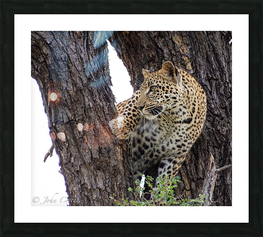 Leopard in Tree Fork Picture Frame print